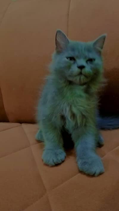kitten for sale