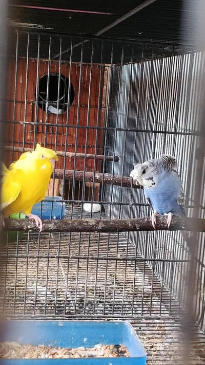 Mix lovebirds/ cocktails / ringneck / hogo