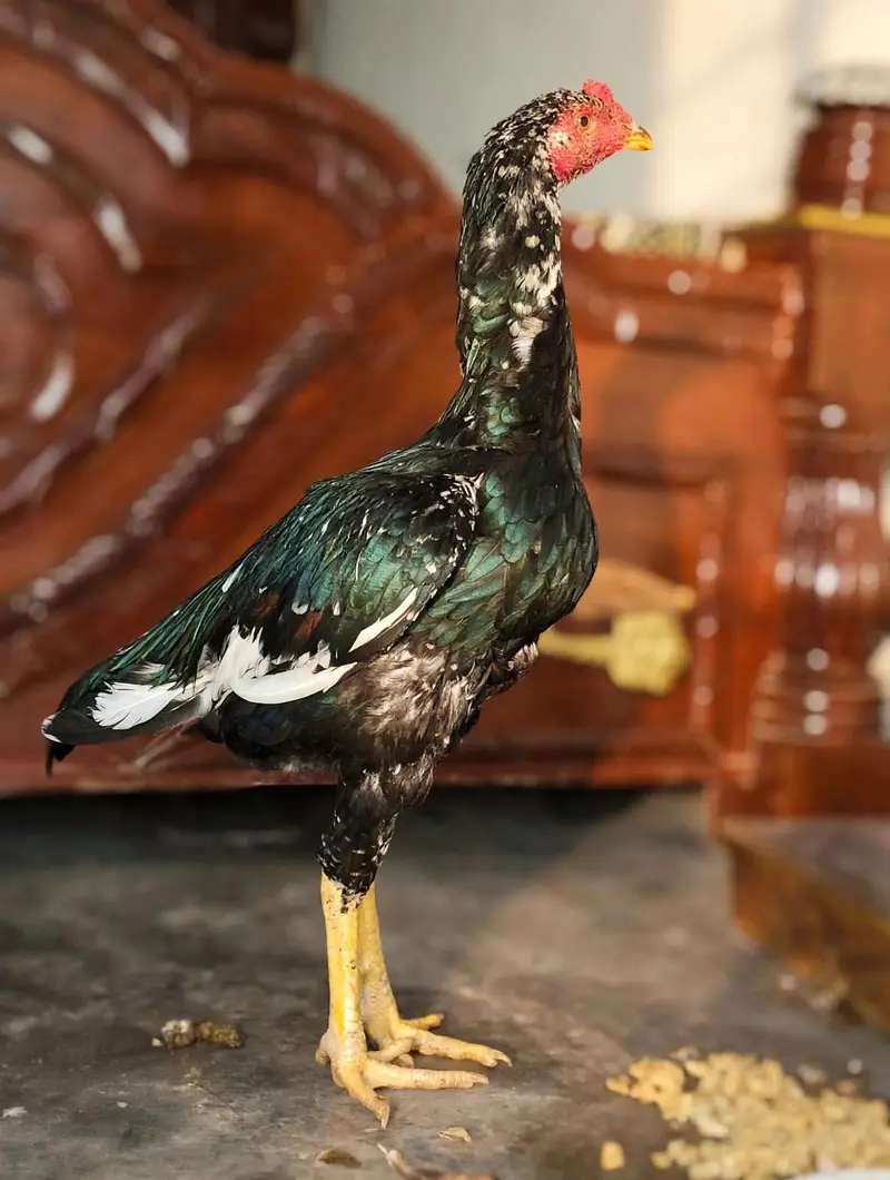 pure lasani mushka patha — photo 2