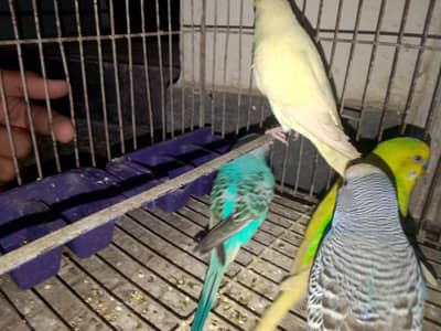 budgies for sale male 4  male
