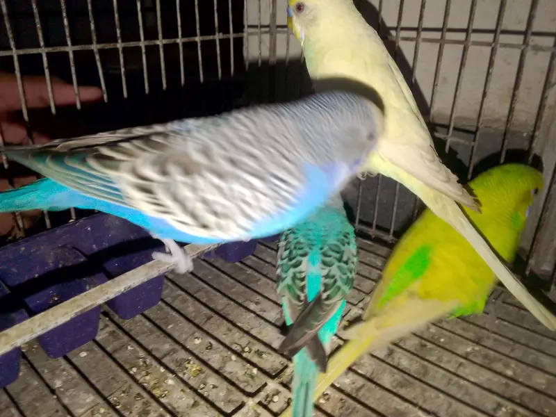 budgies for sale male 4  male — photo 2