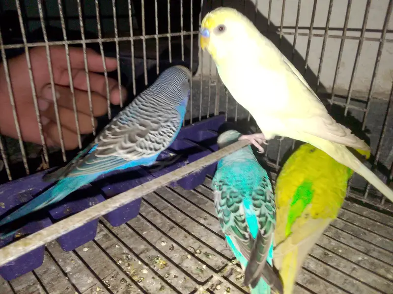 budgies for sale male 4  male — photo 3