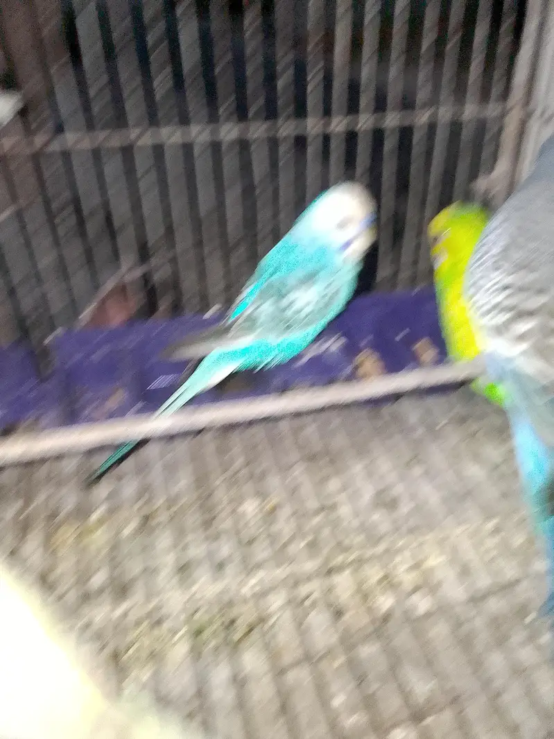 budgies for sale male 4  male — photo 4