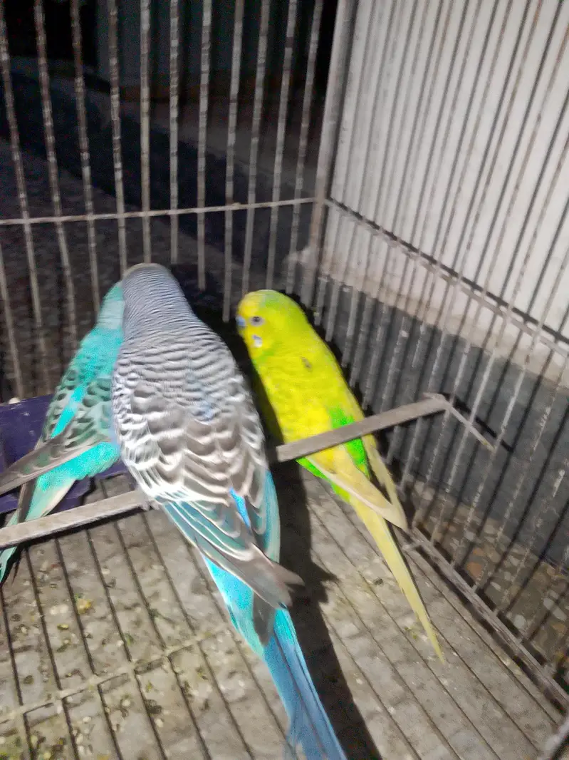 budgies for sale male 4  male — photo 5