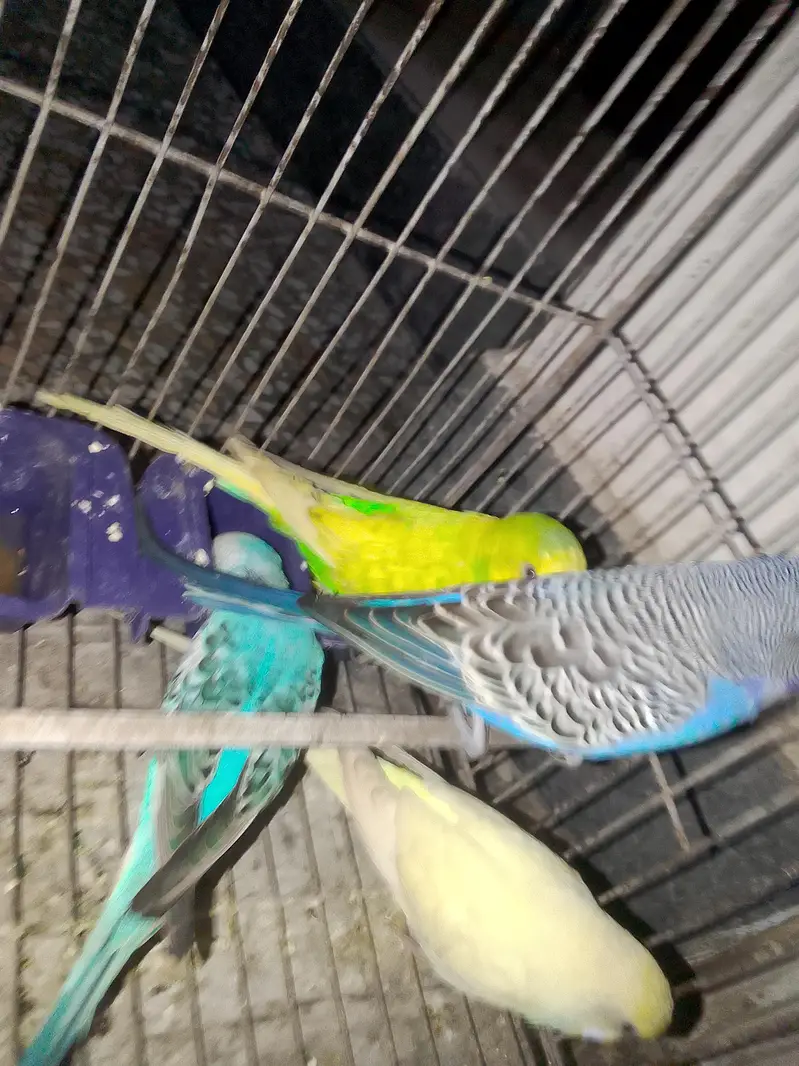 budgies for sale male 4  male — photo 6