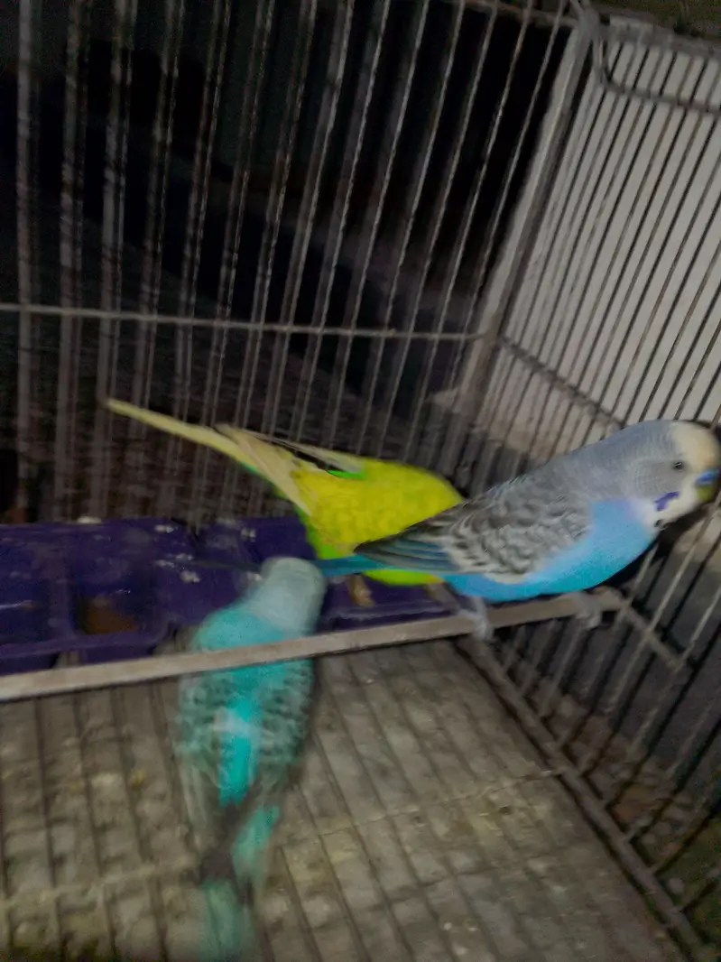 budgies for sale male 4  male — photo 7