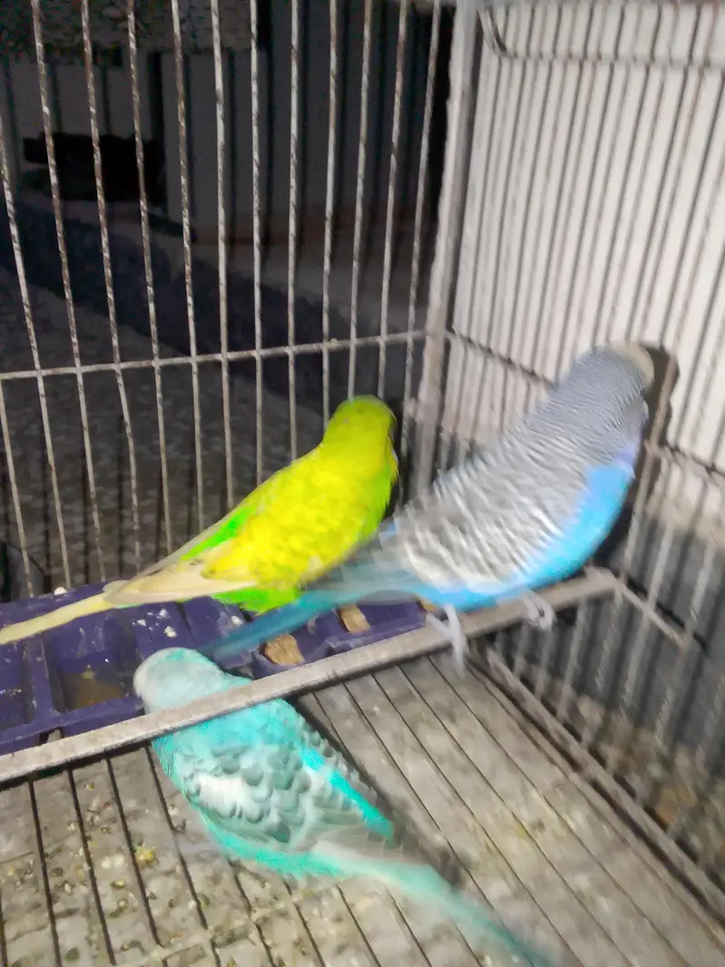 budgies for sale male 4  male — photo 8