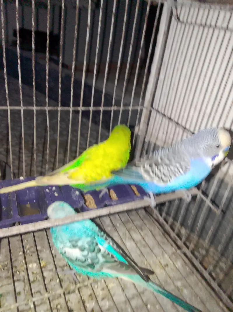 budgies for sale male 4  male — photo 9