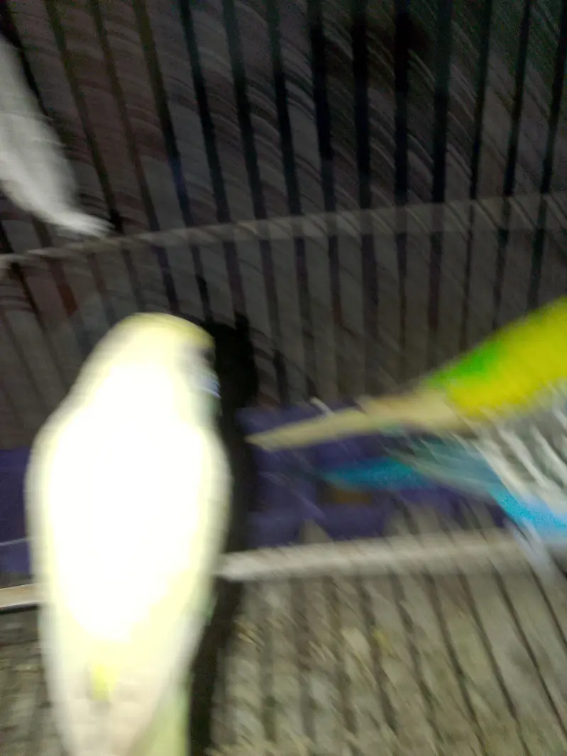 budgies for sale male 4  male — photo 10