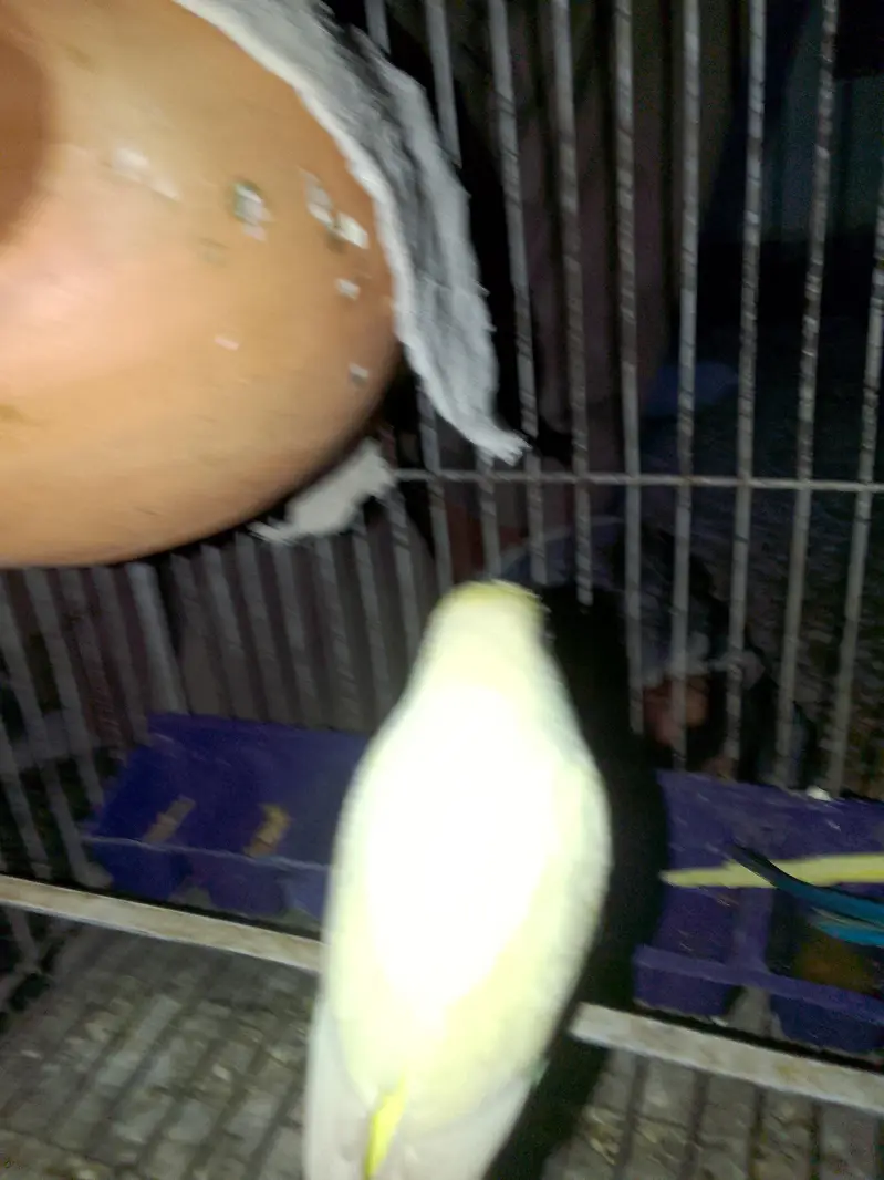 budgies for sale male 4  male — photo 11