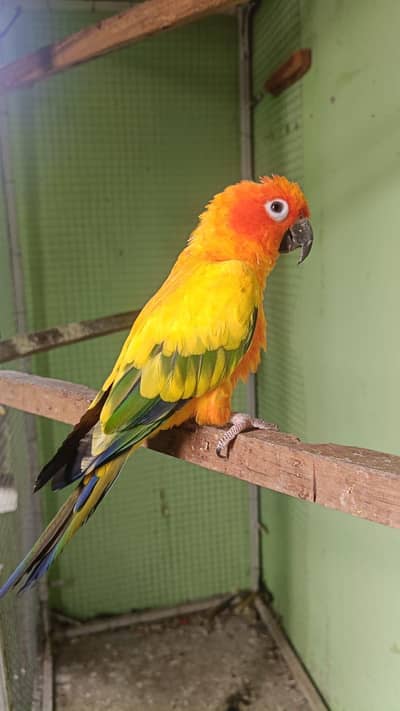 Sun conure. . . male