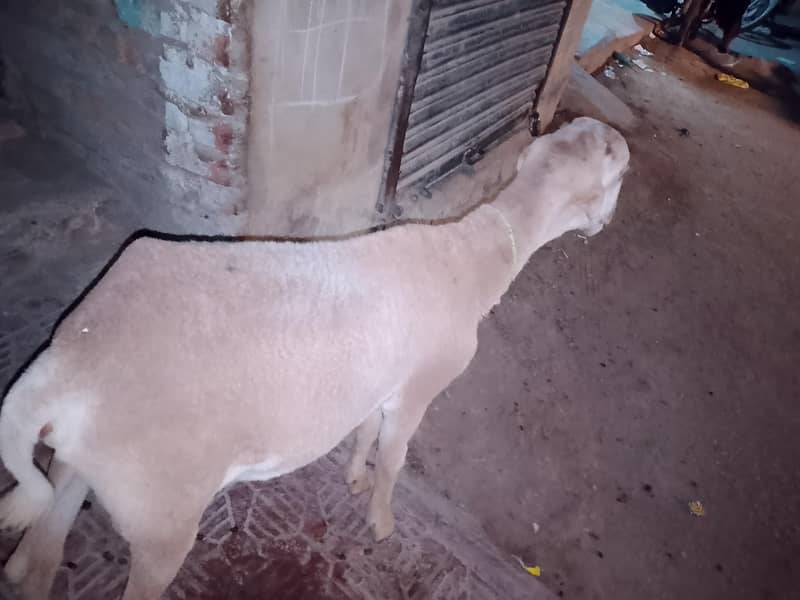 dubba 2