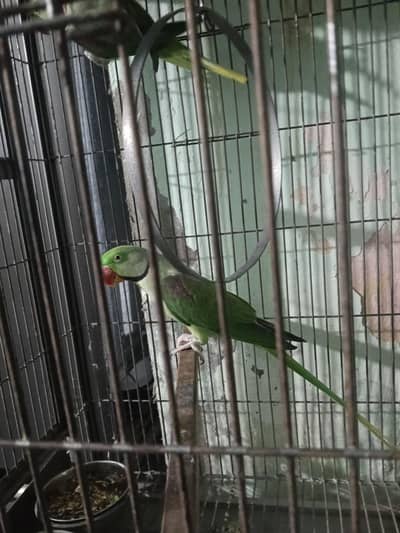 2 no male he full active male