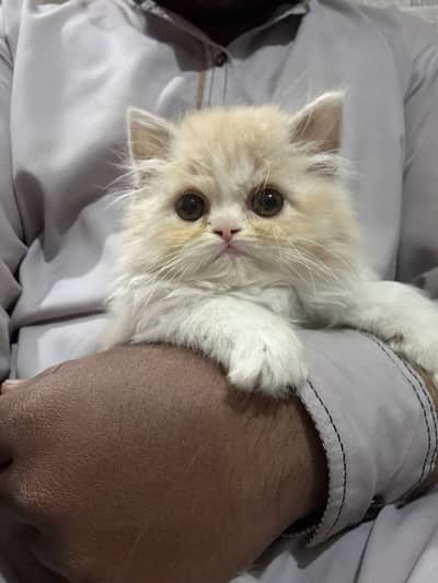 OUR HOME CAT