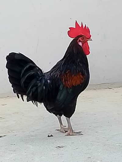 Misri murgi / dasi murgi/ anday wali murgi / hen / murgiyan / murga