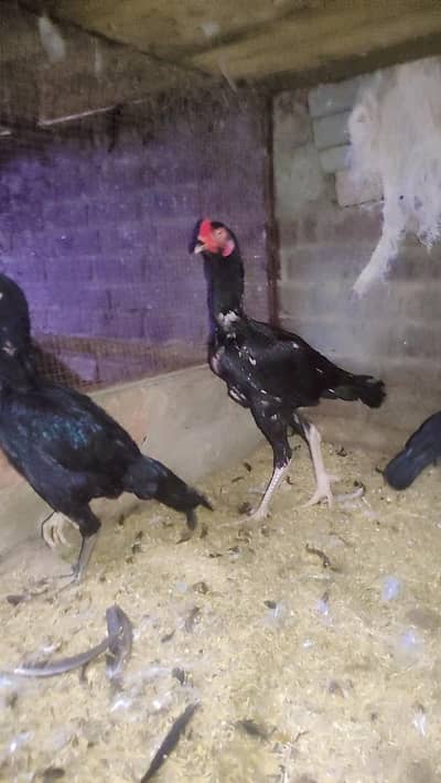 Black shamo pathay