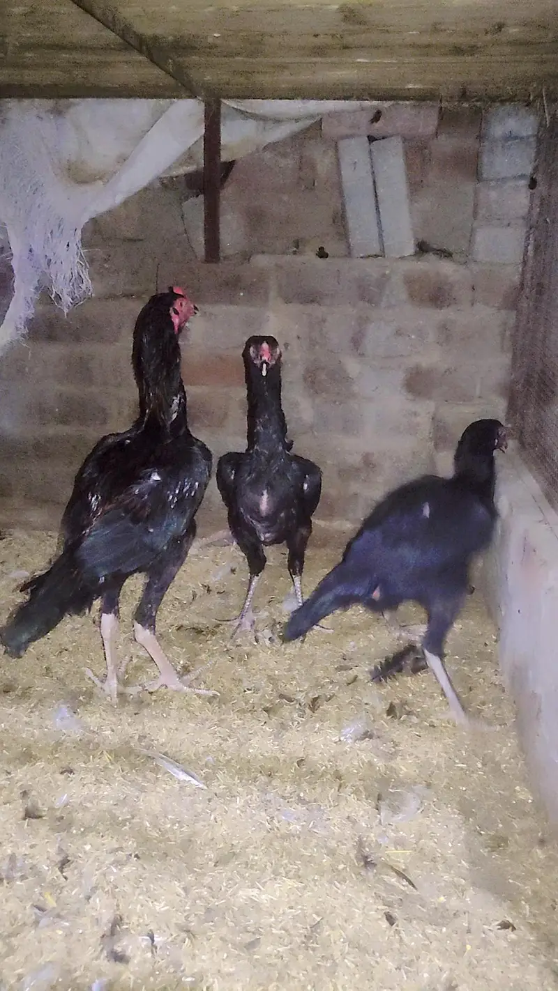 Black shamo pathay — photo 4