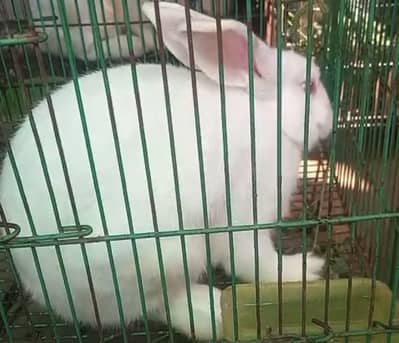 Newzeland male Jamie rabbit farm breed for sale 03368792398