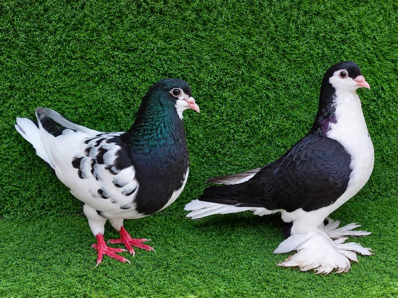 buht e out class breedar pair 0