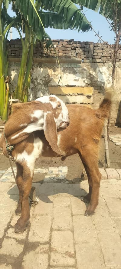 2 bakray for sale 03431123442