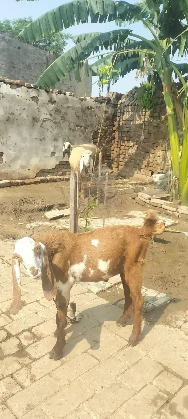 2 bakray for sale 03431123442 — photo 3