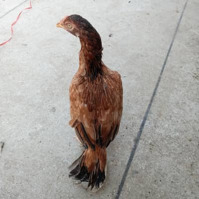 Aseel hens for sale