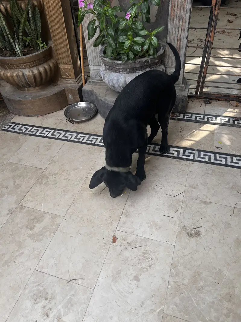 Black Labrador female age 8 month — photo 2