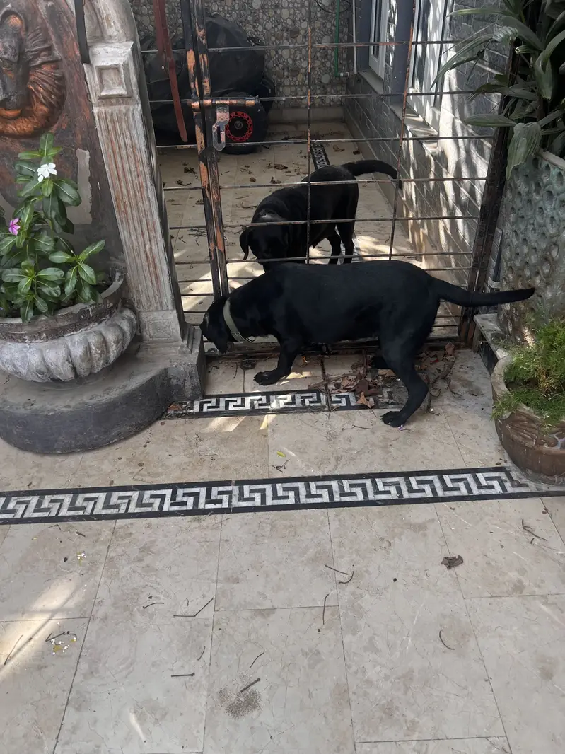 Black Labrador female age 8 month — photo 3