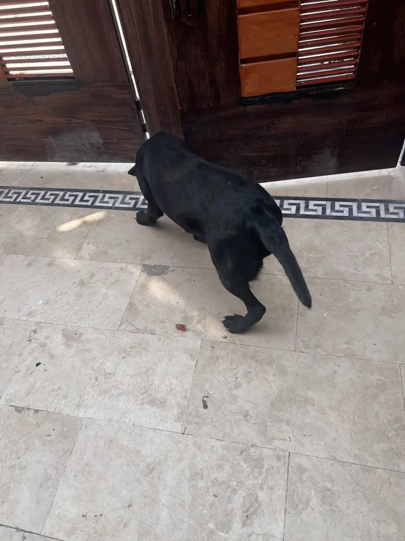 Black Labrador female age 8 month — photo 4