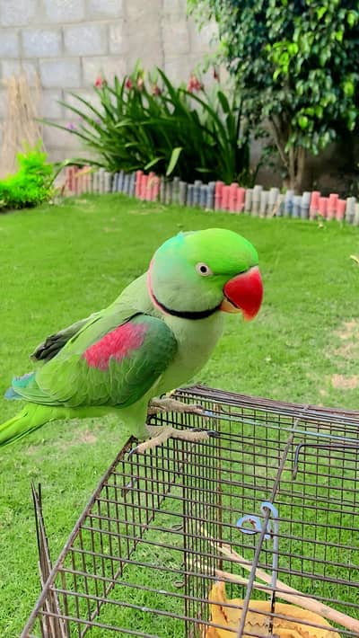 Kashmir Raw parrot hand tam