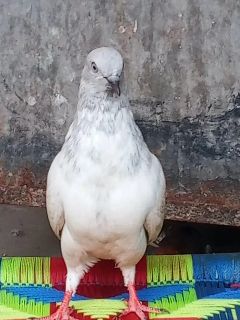 bazi wla kabutr stemp lage hai high flying — photo 2