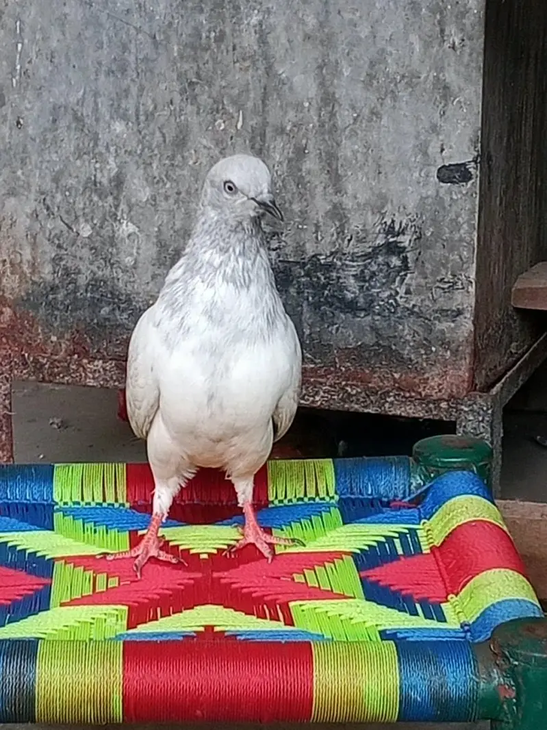 bazi wla kabutr stemp lage hai high flying — photo 3