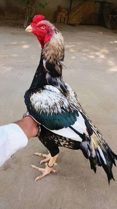 jawa aseel patha & murga for sale