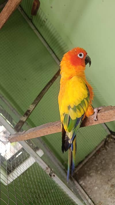 SUN CONURE. . . MALE