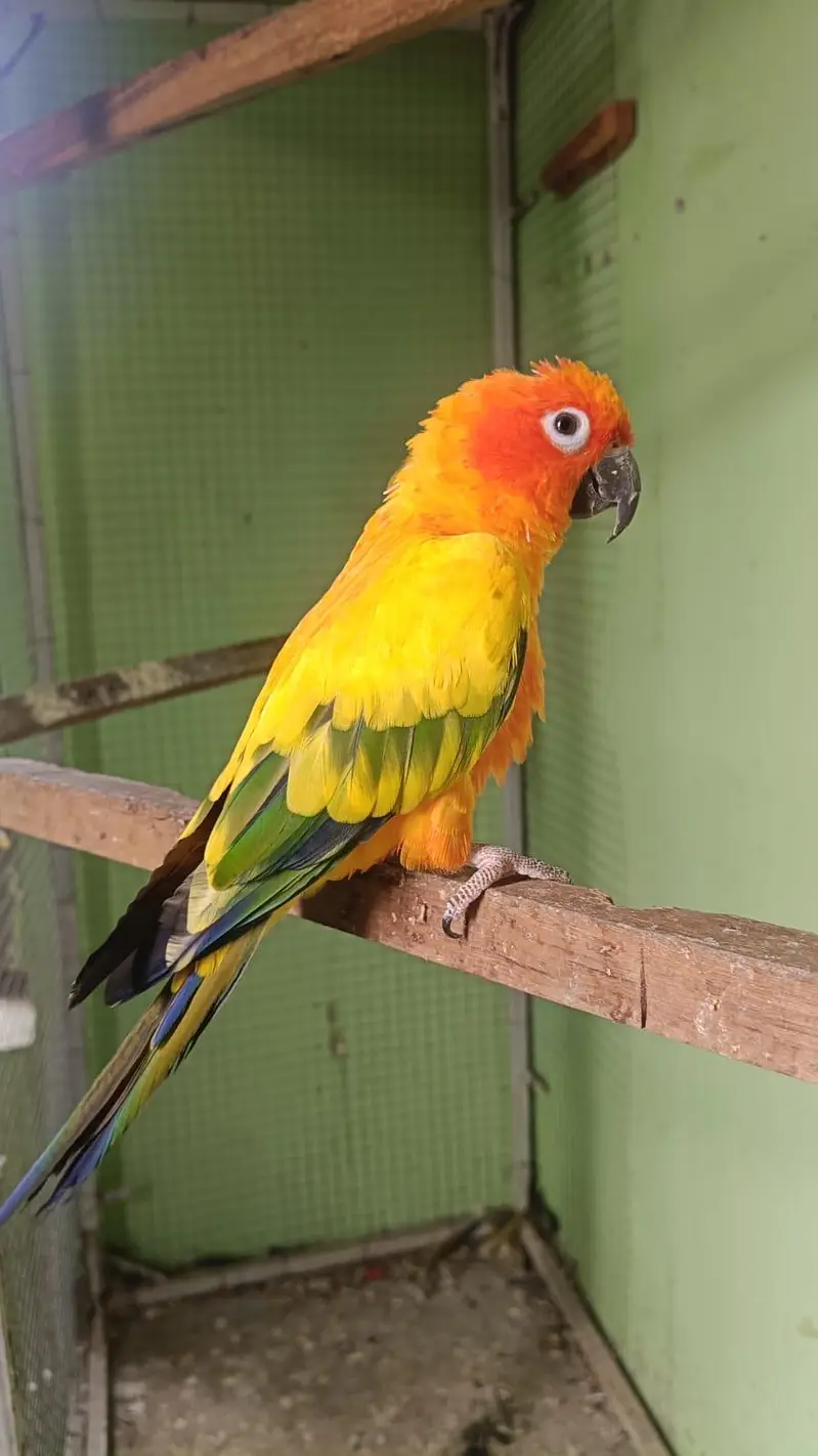SUN CONURE. . . MALE — photo 2