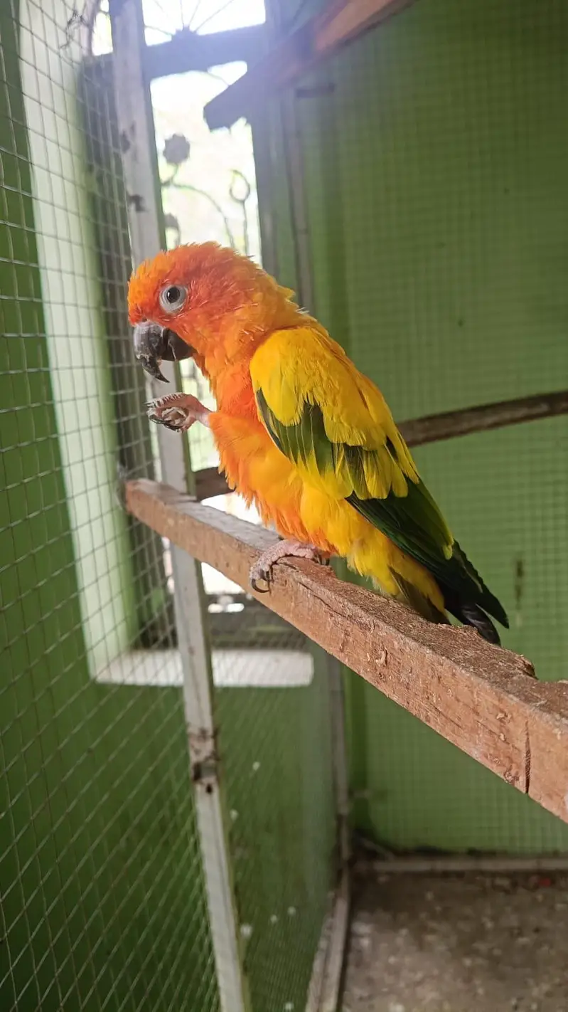 SUN CONURE. . . MALE — photo 3