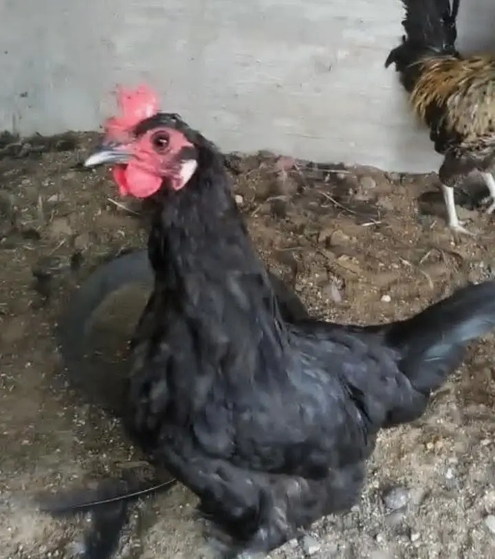 Misri murgi / dasi murgi/ anday wali murgi / hen / murgiyan / murga — photo 2