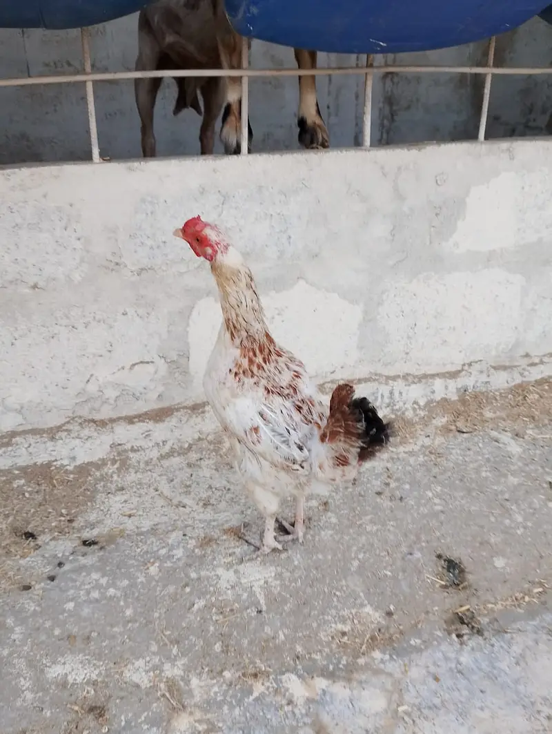 Misri murgi / dasi murgi/ anday wali murgi / hen / murgiyan / murga — photo 3