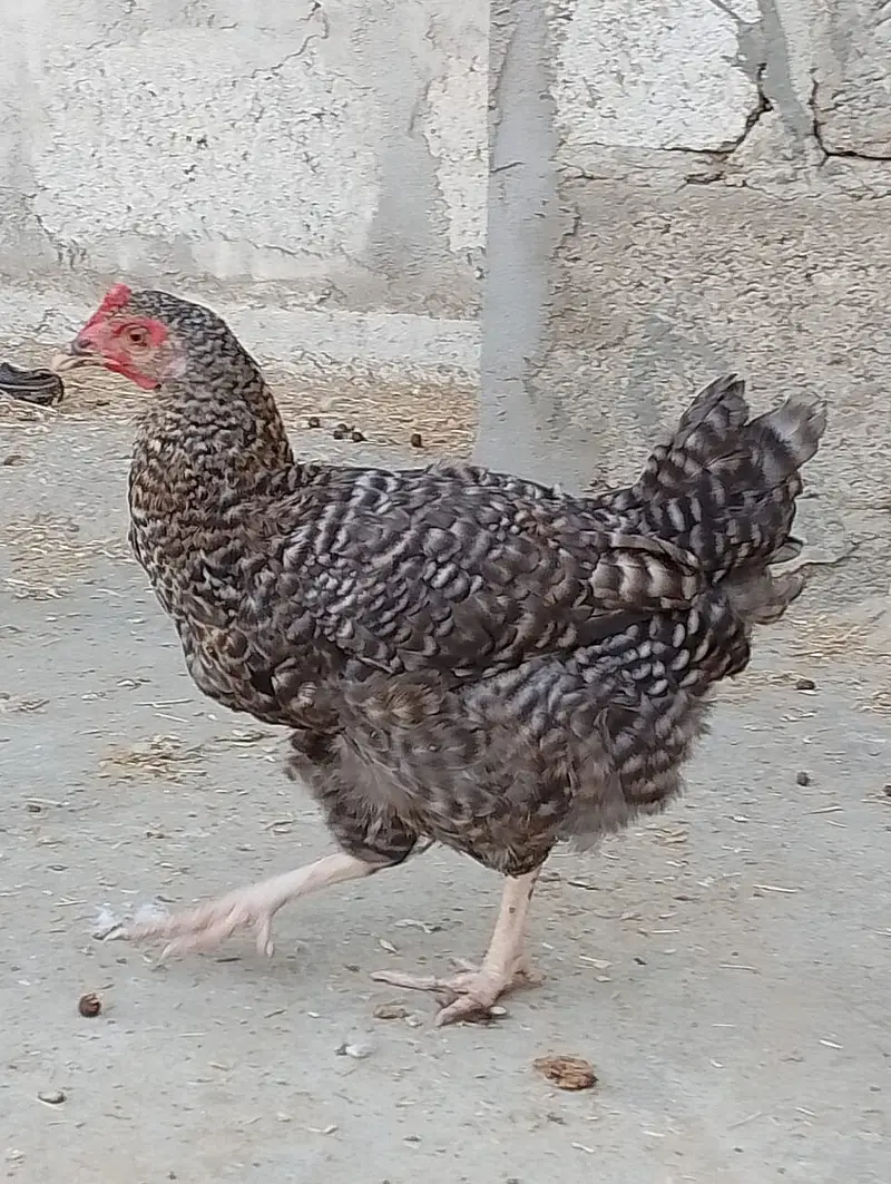 Misri murgi / dasi murgi/ anday wali murgi / hen / murgiyan / murga — photo 4