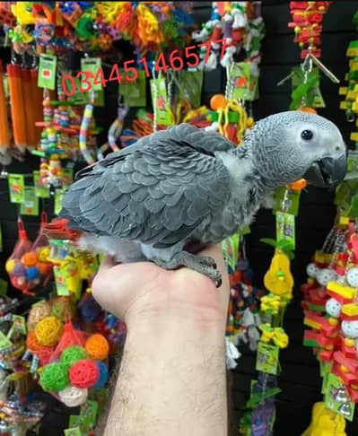 African Grey Parrot chicks for sale0344%5146%577