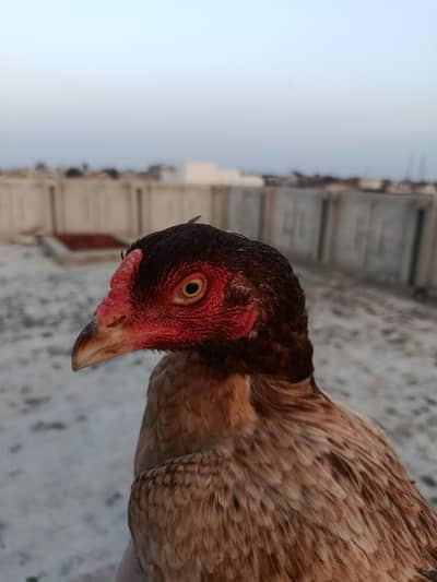 Female Aseel Bird for sale