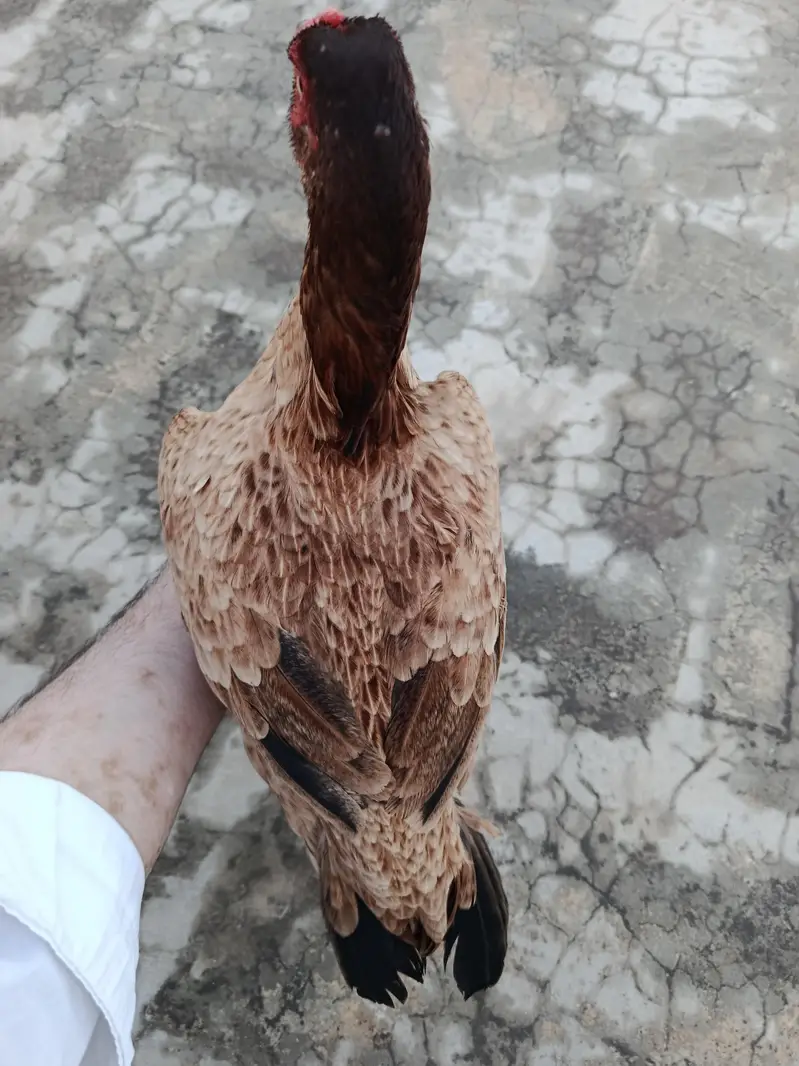 Female Aseel Bird for sale — photo 2