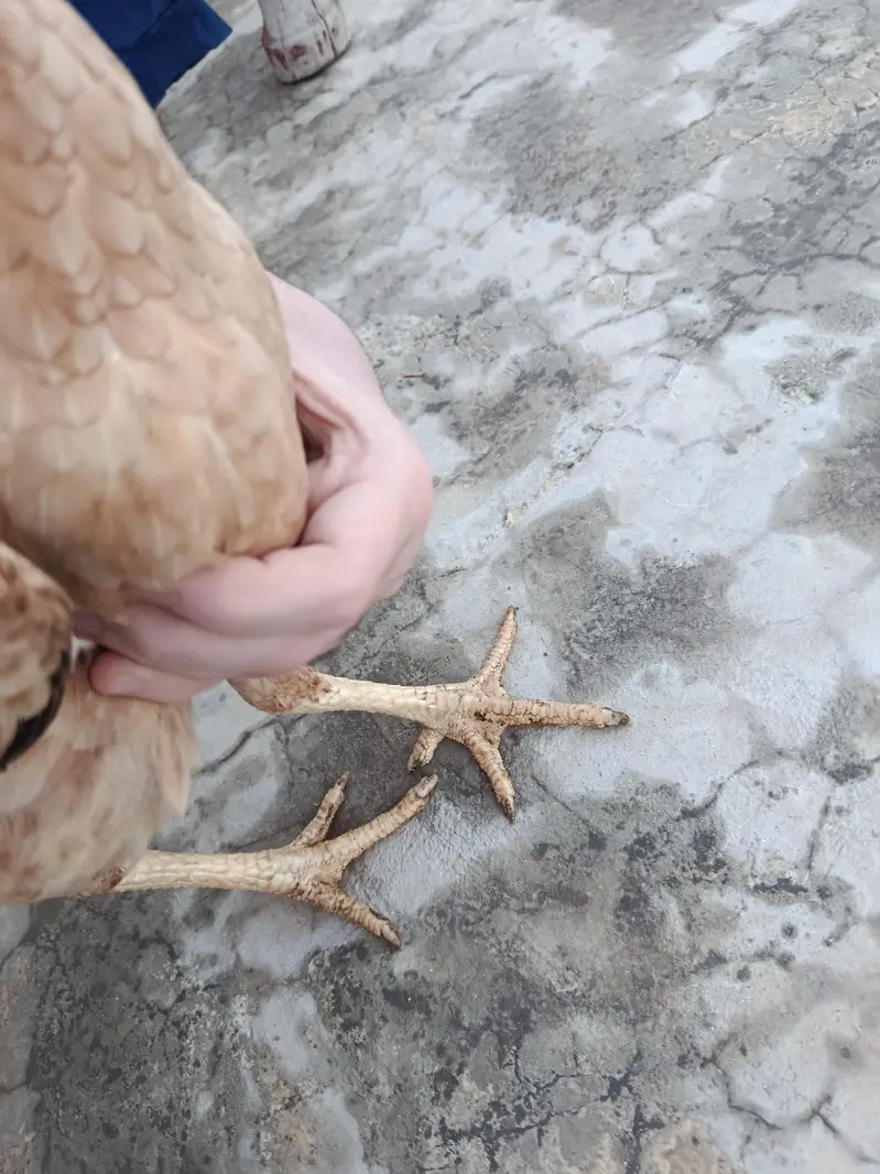Female Aseel Bird for sale — photo 3