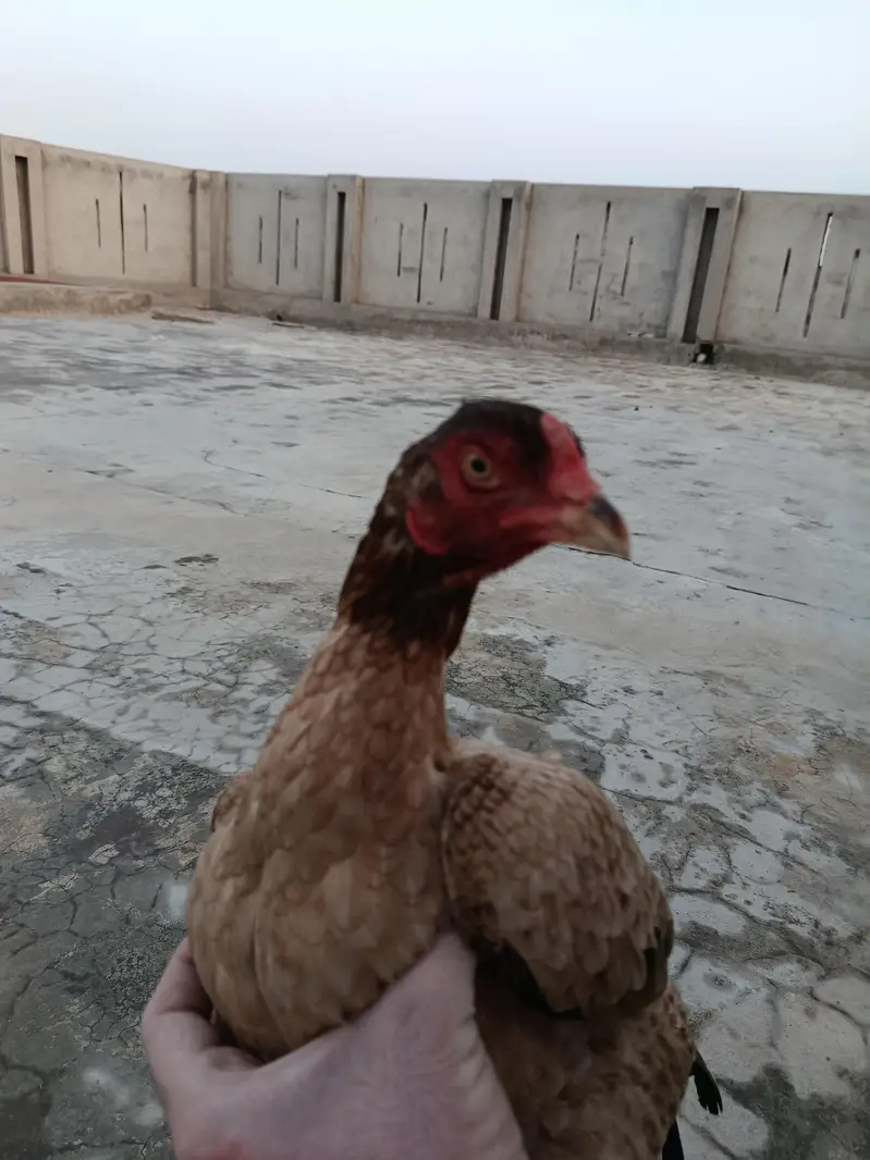 Female Aseel Bird for sale — photo 4