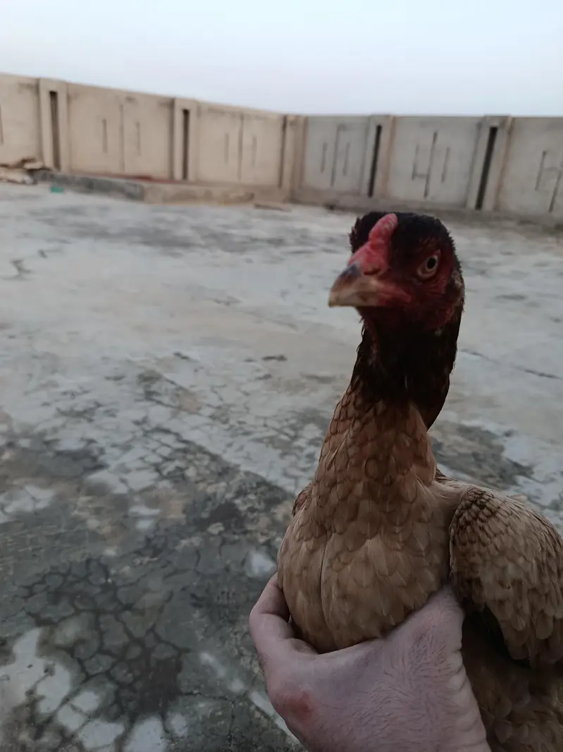 Female Aseel Bird for sale — photo 5
