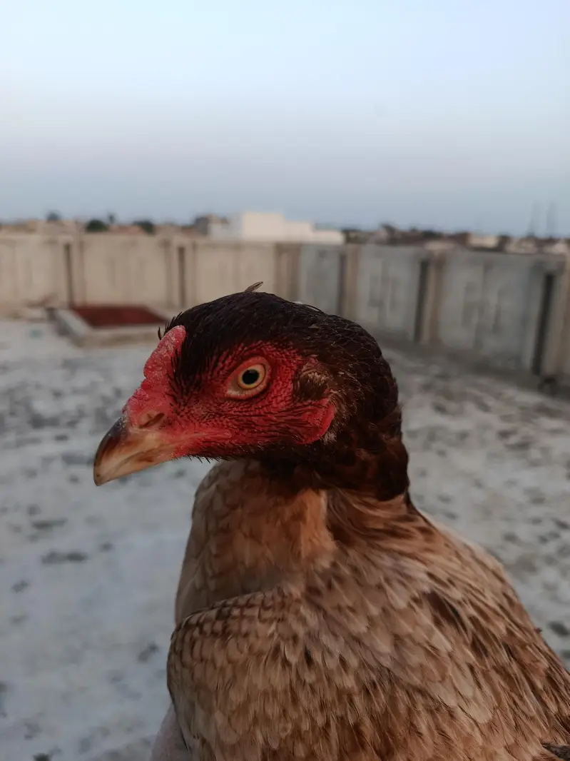 Female Aseel Bird for sale — photo 6