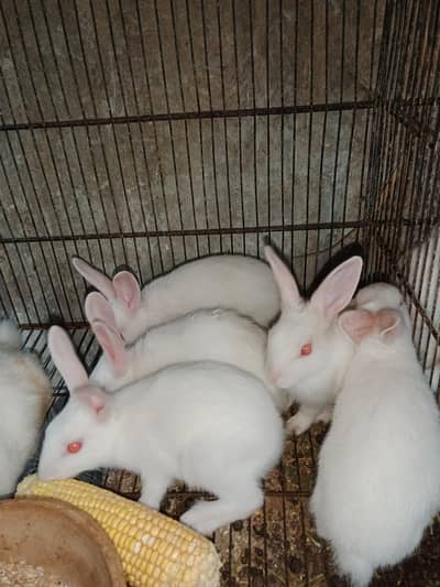 Rabbit babies
