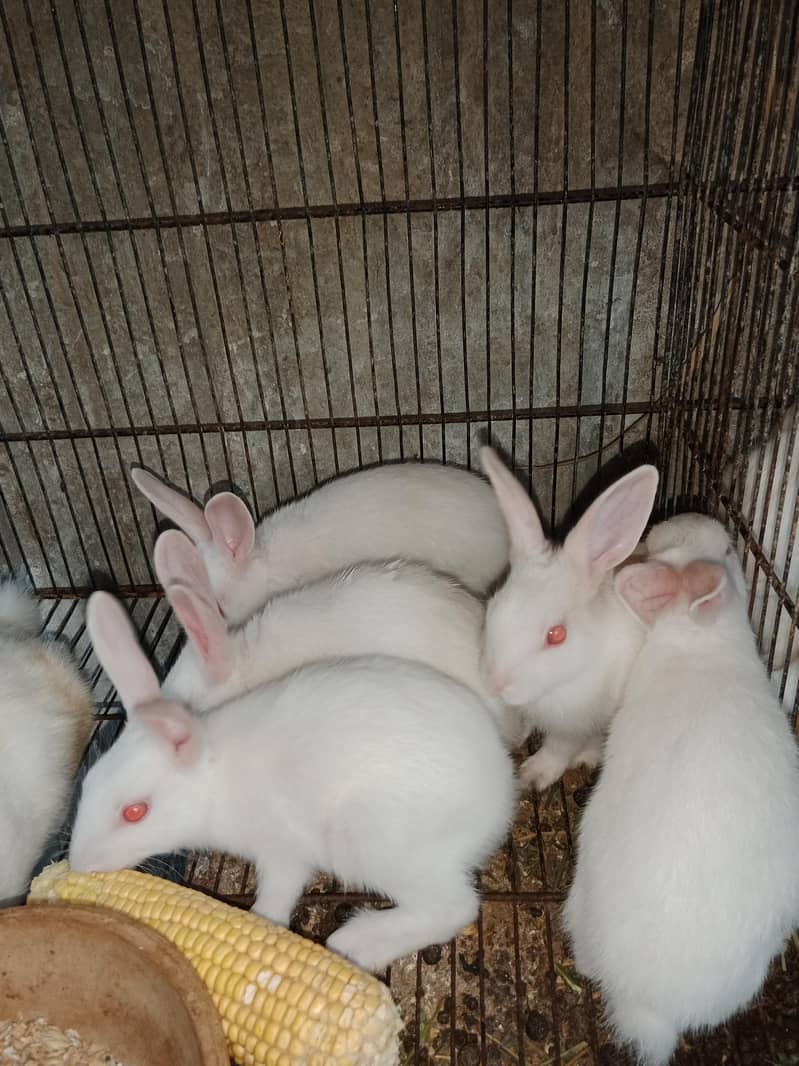 Rabbit babies 0