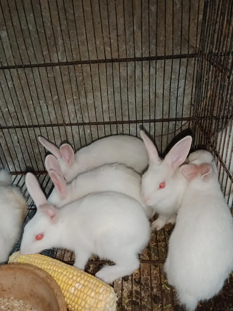 Rabbit babies