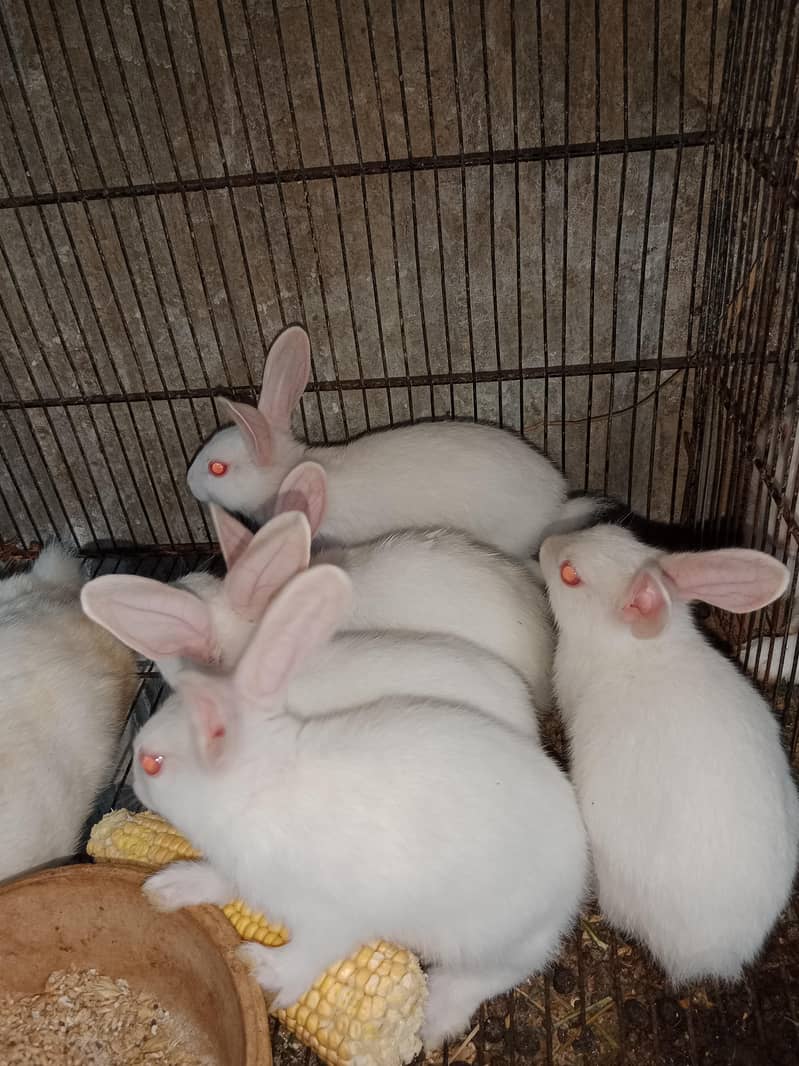 Rabbit babies 1